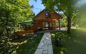 Roztocze 3 kroki od sosny